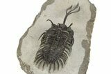 Trident Walliserops Trilobite - Foum Zguid, Morocco #244250-5